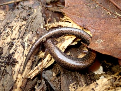 Eastern red-backed salamander