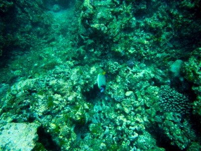 Coral Reef Mauritius