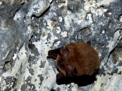 bat oregon cave