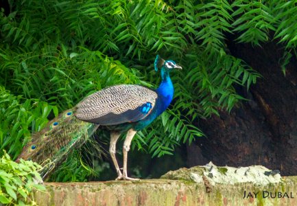 Peacock