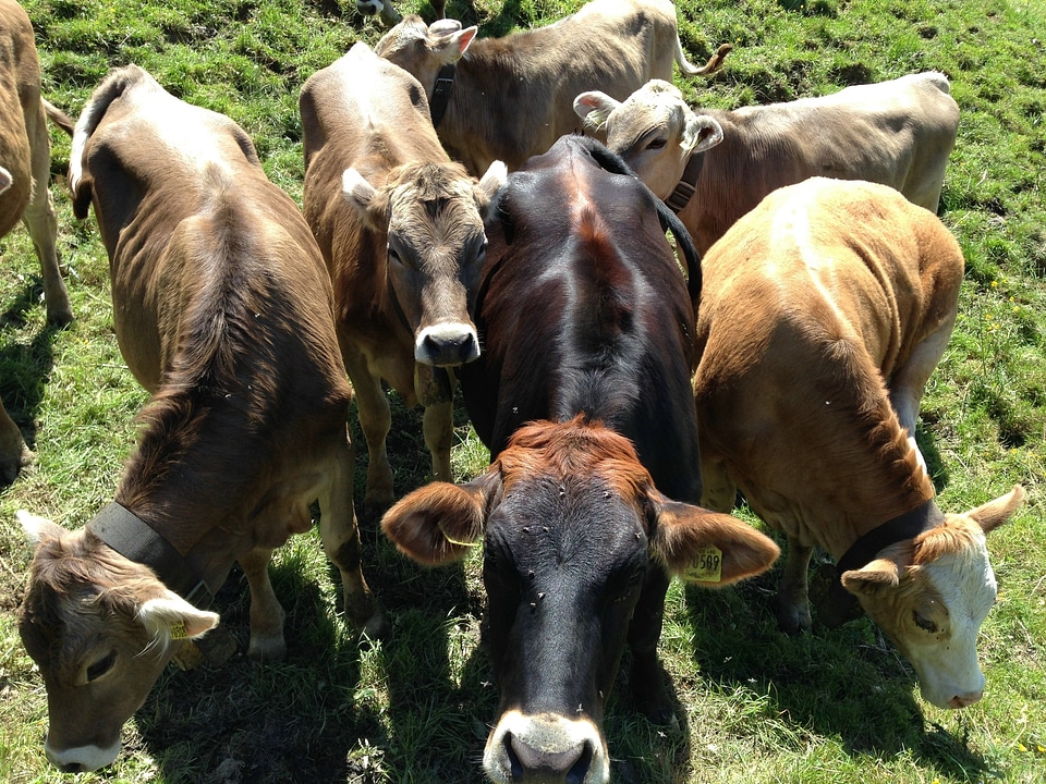 Types livestock animals