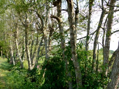 haie arbres