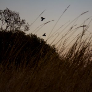 Automne