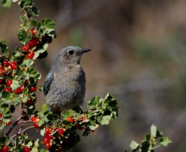 Juvenile bluebird and currant crop 1