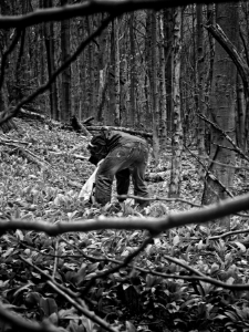 gatherer of bear garlic