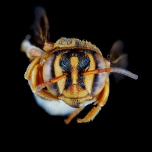 Epanthidium tigrinum female
