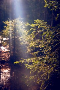 Spruce needles photo