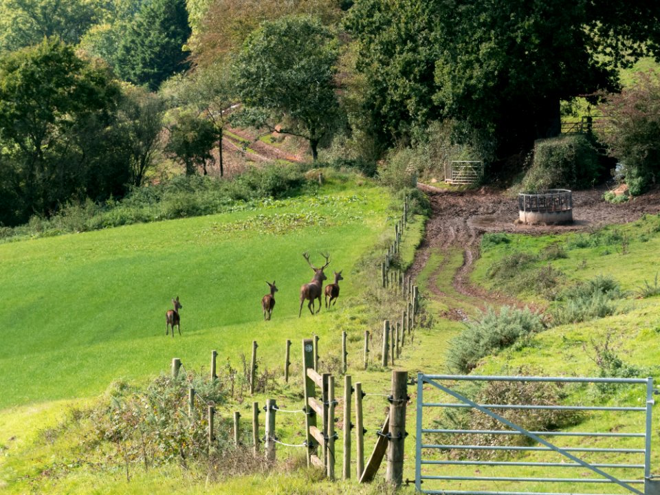 Red Deer 02 10 2019-5