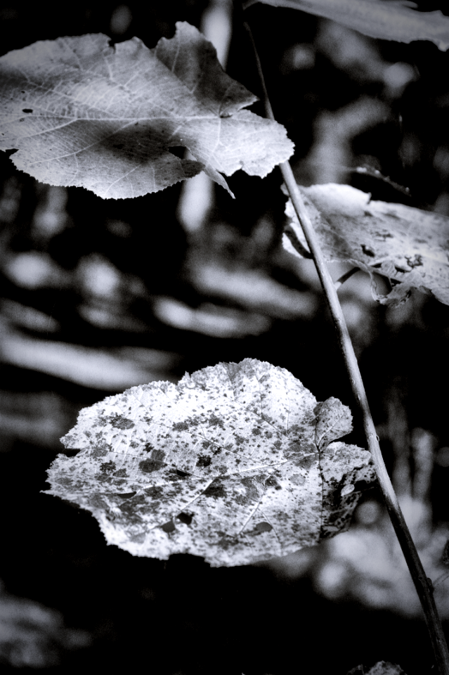 hazel twig