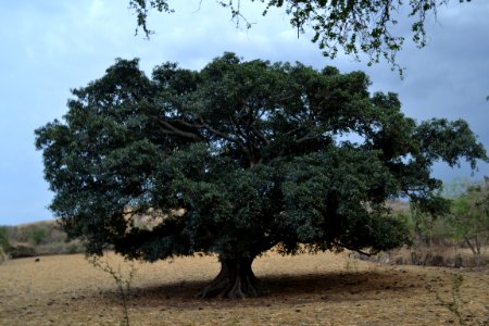 Árbol