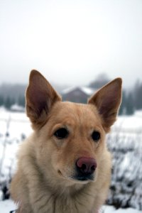 Portrait of my dog photo