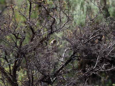 Brewer’s Sparrow Juvenile