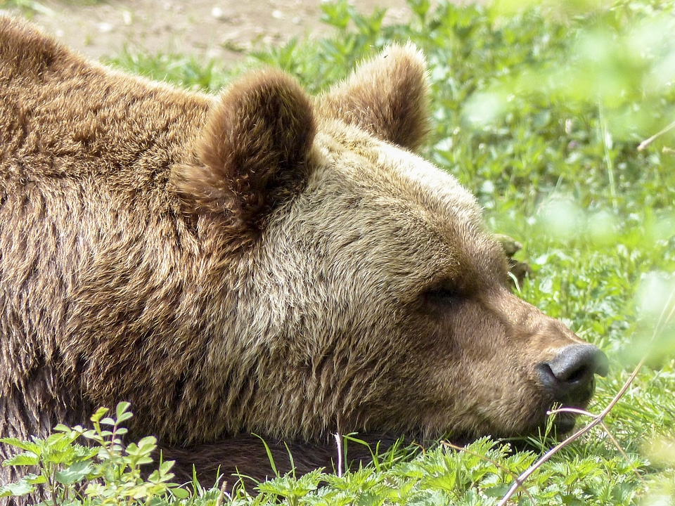 Wild animal natural
