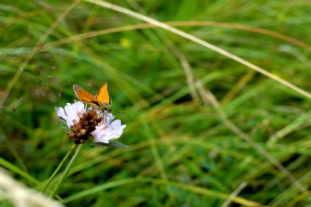 life in meadow
