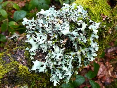 Hypotrachyna laevigata