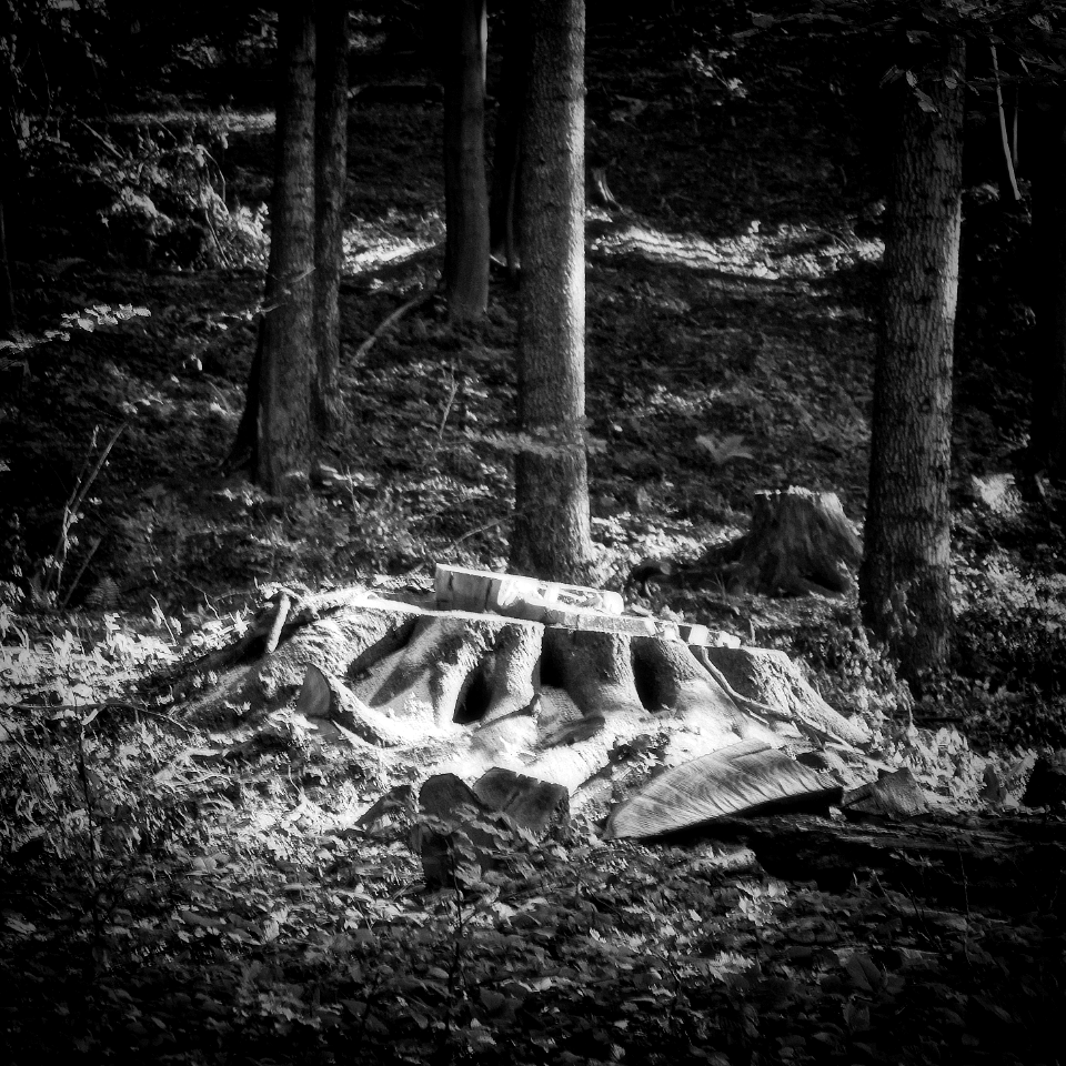 Tree stump