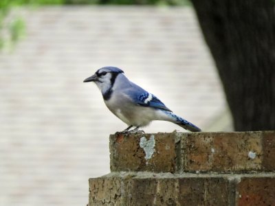 Blue Jay Nick's Place