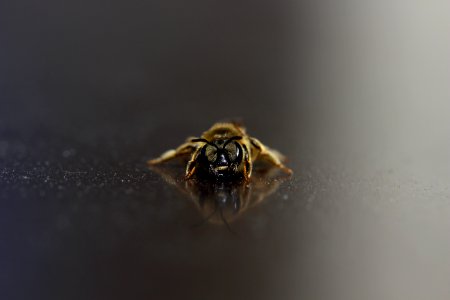 Ape/Bee