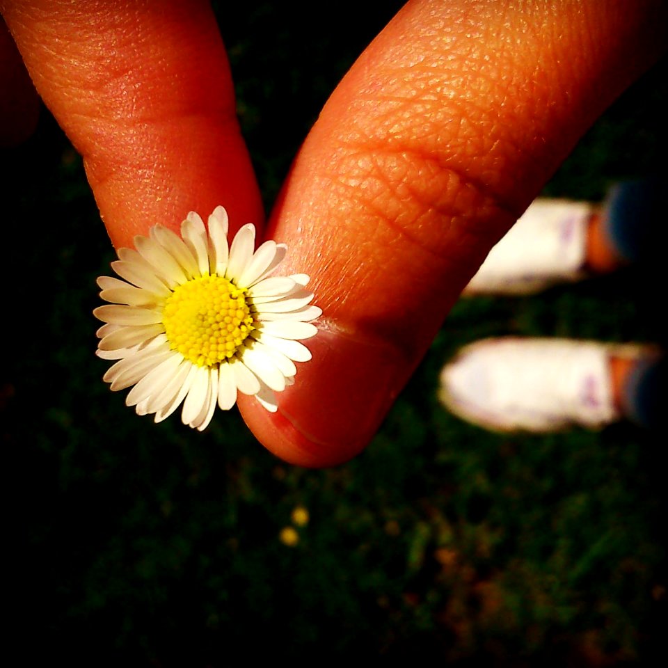 13- Flor en plano detalle