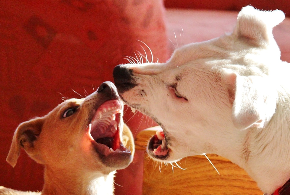 Dominance behavior dog bite barking