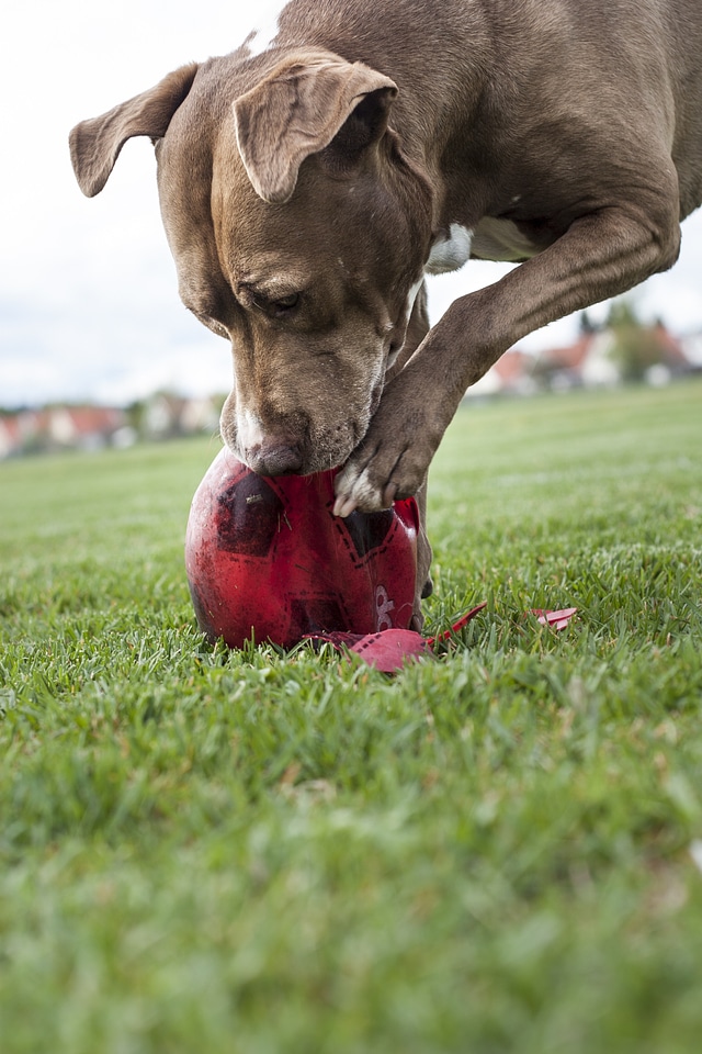 Play destroy football