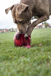 Play destroy football