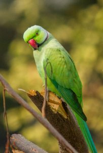 Indian Ringneck Parrot photo