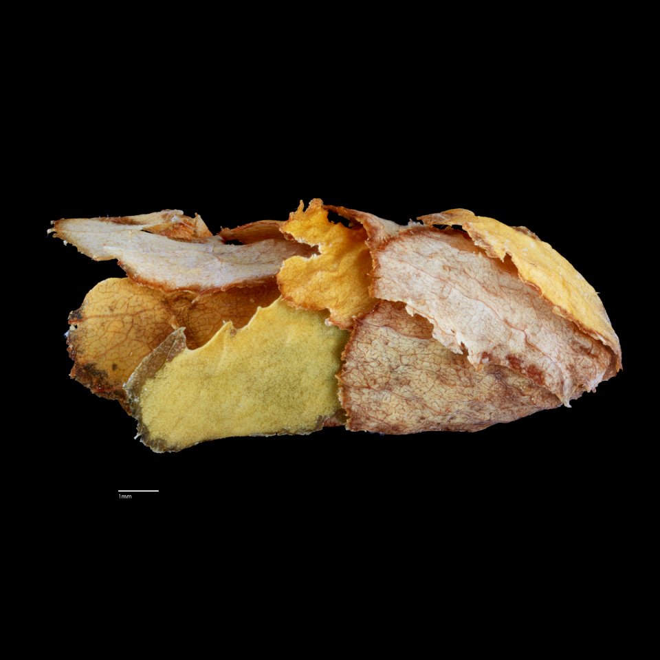 Megachile rotundata nest