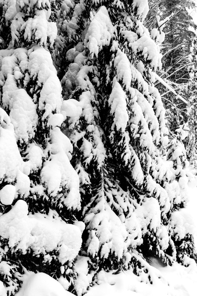 Snow covered branches.
