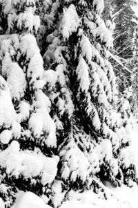 Snow covered branches.