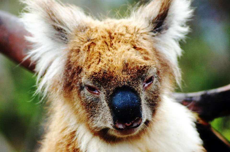 Wild great ocean road animal