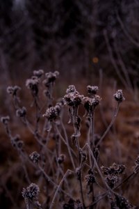 Frosty plants. photo
