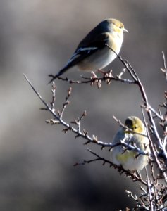 Goldfinch Winter