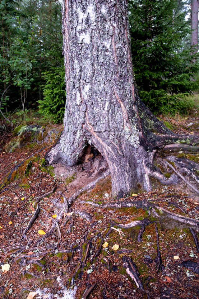 Old trees roots
