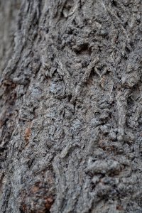 Textura de Árbol