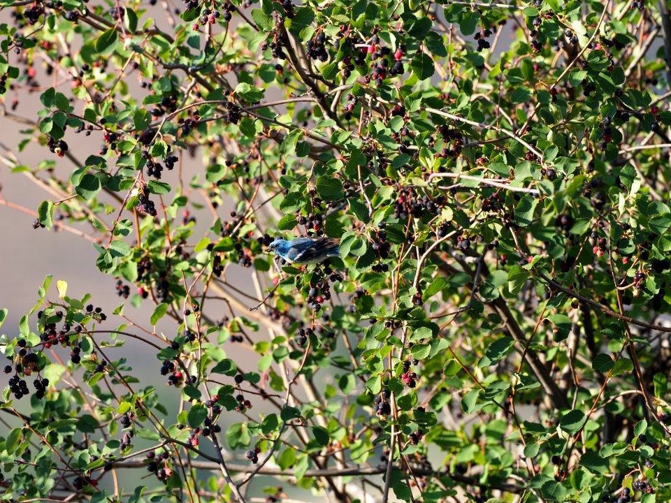 Lazuli Bunting and Serviceberry 4