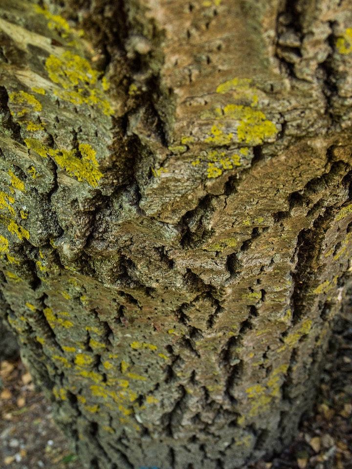 Bark wood cracks photo