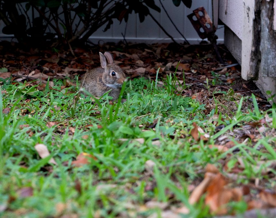 Bunny Hiding