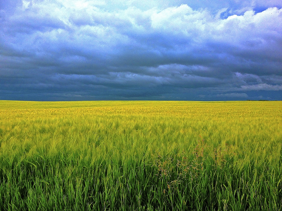 Field sunshine grain