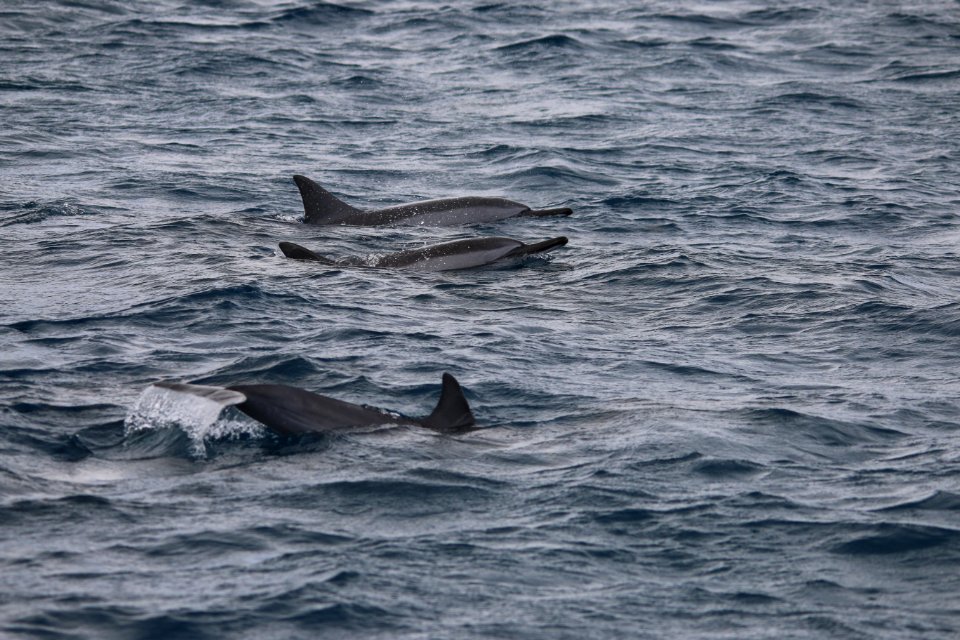 Mauritius Dolphin