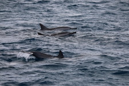 Mauritius Dolphin