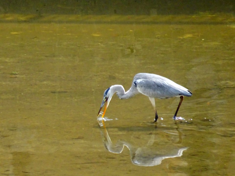 egret sucking water