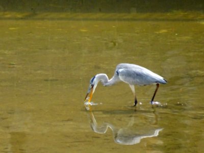 egret sucking water