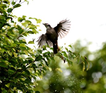 紅耳鵯 Red-whiskered Bulbul