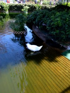RICOH GRDIII