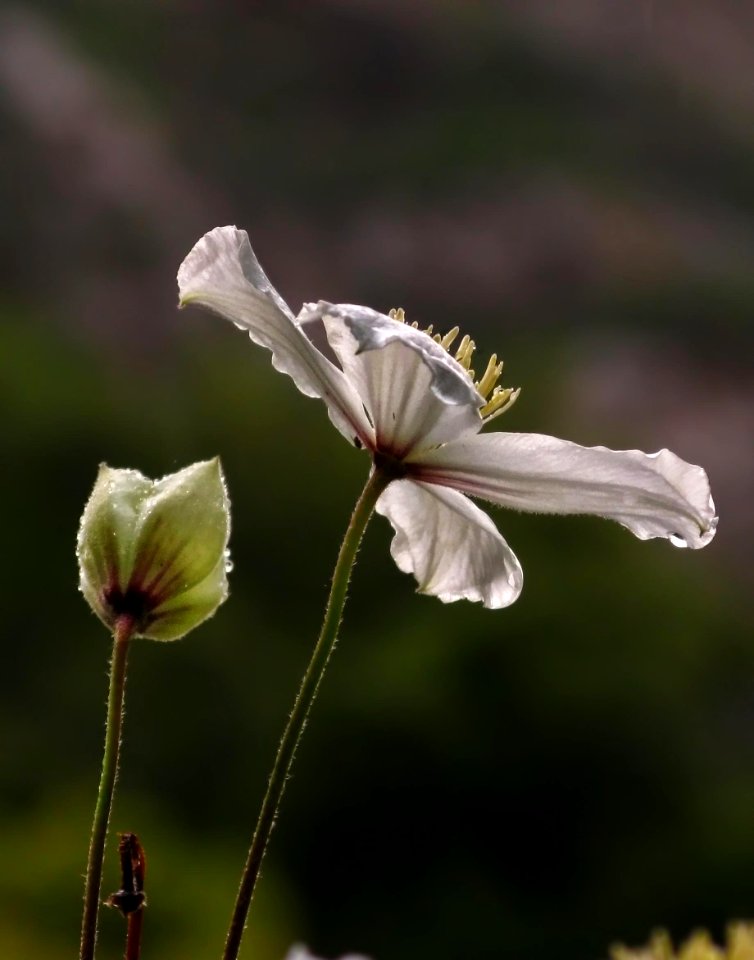 Clematis, Tassajara