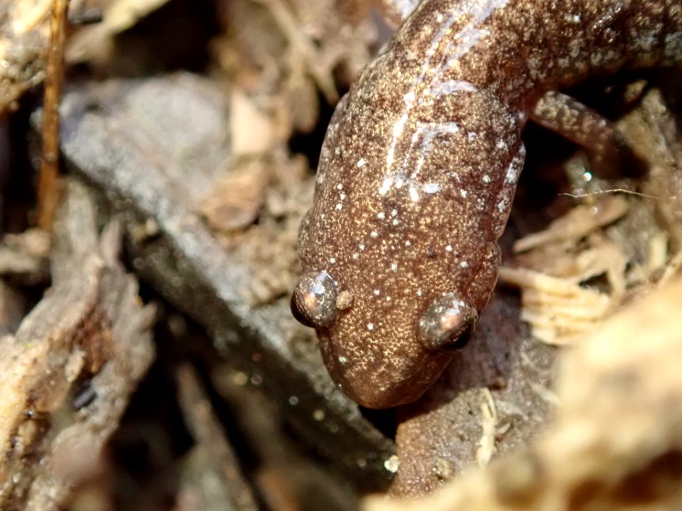 Eastern red-backed salamander