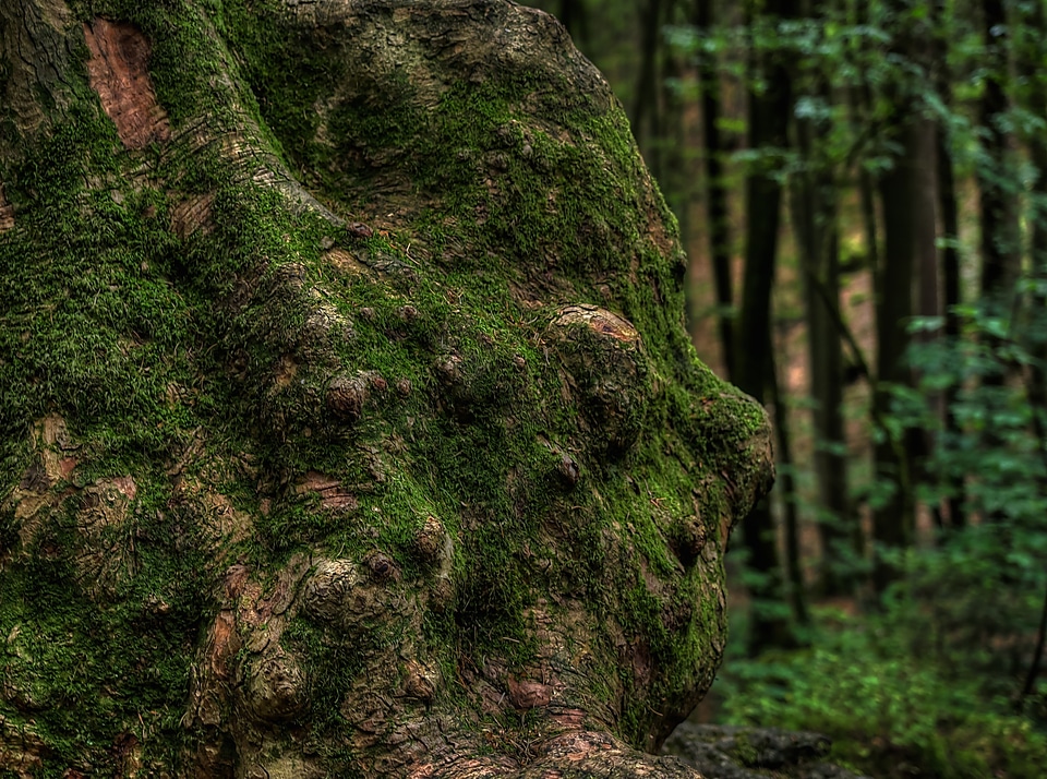 Forest green bemoost