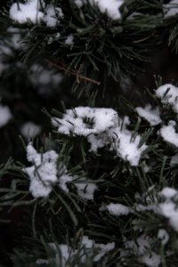 Snow on spruce needles. photo