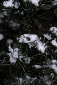 Snow on spruce needles.